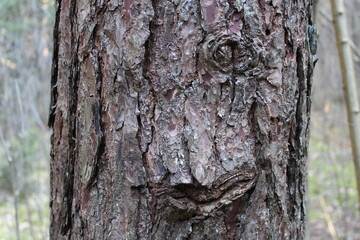Fototapeta premium A face on a tree without one eye.