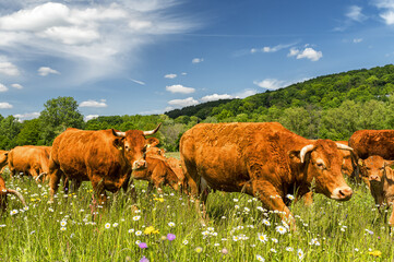 Vorbeiziehende Rinderherde mit K&auml;lbchen auf der Weide