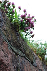 Beautiful flowers in the forest