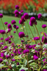 Obraz premium Beautiful flowers of Turkey