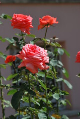 Beautiful colorful  roses  in the sunny day