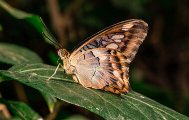 Farfalla 