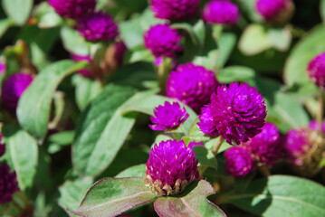 Beautiful flowers of Turkey