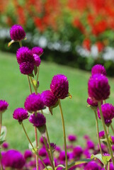 Beautiful flowers of Turkey