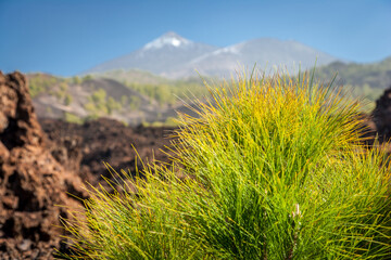 Teide 3 © Zannzibar