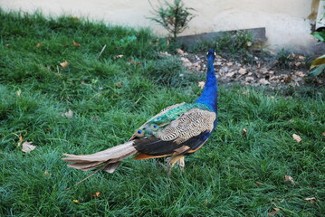 Beautiful peacock who is walking in the park