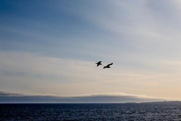 Fototapeta na wymiar Couple seagulls flying over sunset