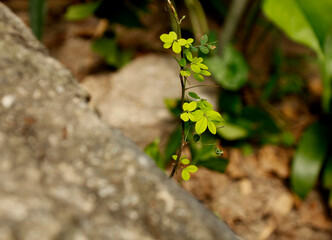 Planta de hojas verdes en jardin con piedras