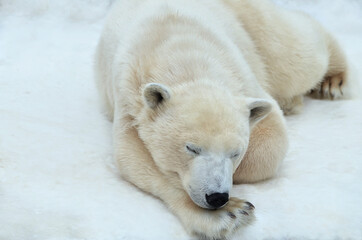polar bear sleeping