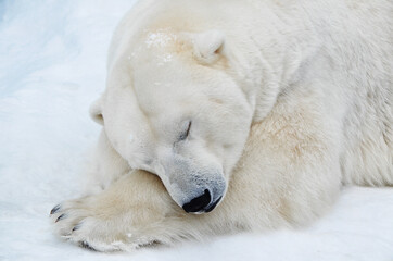 Plakat polar bear in the snow