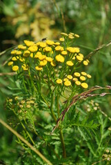 yellow flowers in the garden