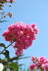 Beautiful flowers of Turkey