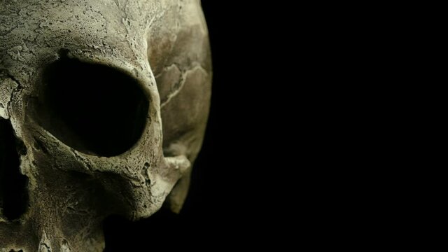 Ancient Weathered Skull Closeup Moving Shot