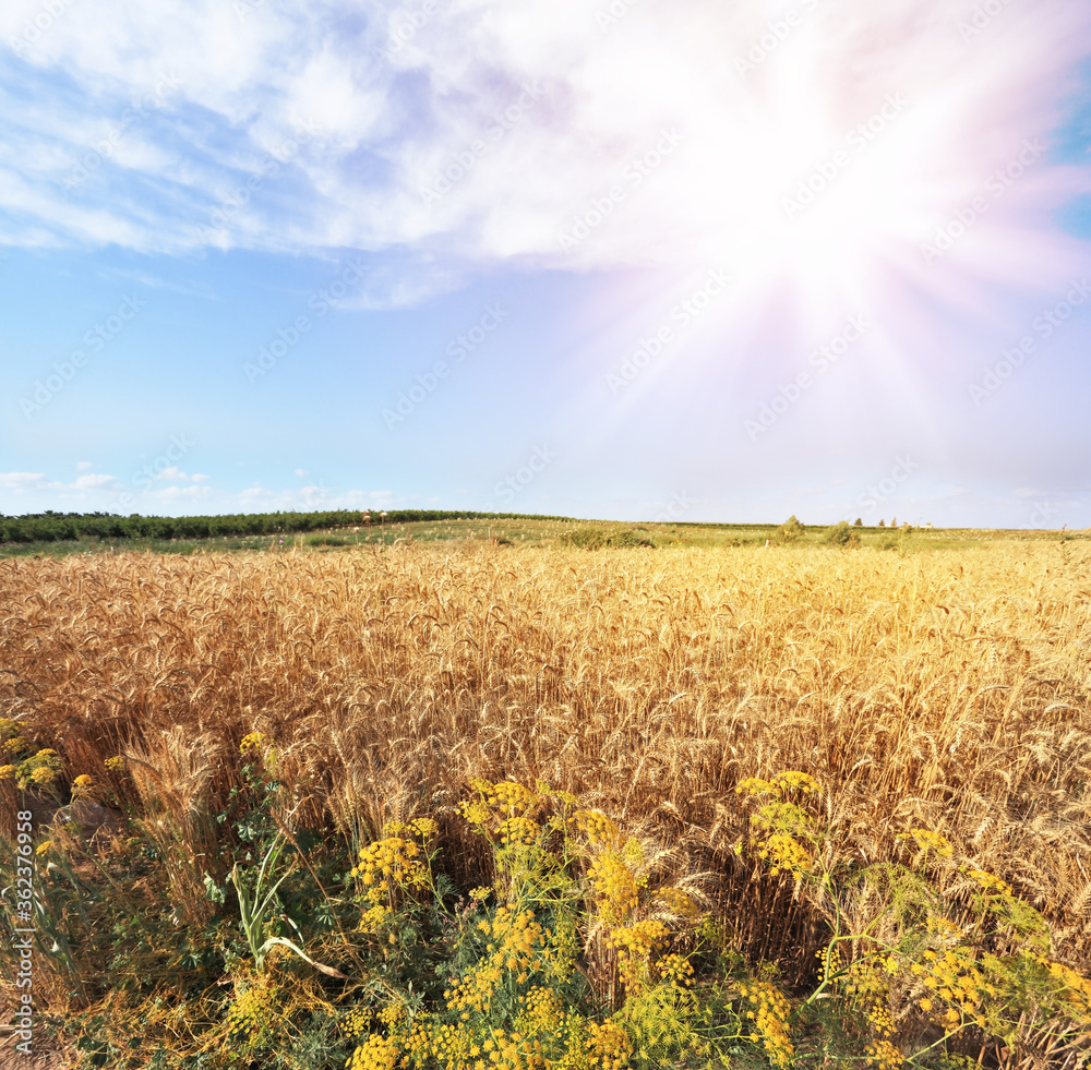 Poster the sun shining over a field