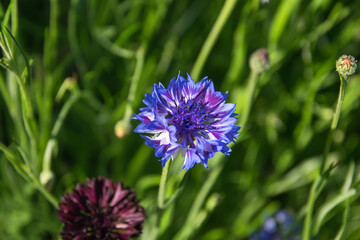 Knapweed Centaurea scabiosa or greater knapweed blue flower growing in the field,