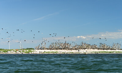 Colony of great cormorants (Phalacrocorax carbo) in Estonian coastal islet. Intensively growing invasion  of hungry seabirds. Land is covered with bird droppings (Guano). Unfledged juveniles on ground
