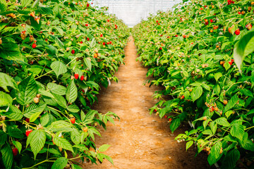 ripe raspberries on a farm