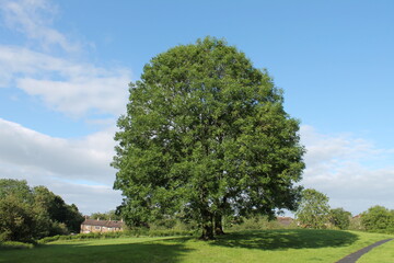 Large ash tree in a beautiful English park with stone houses in the distance