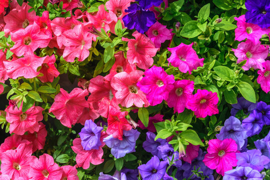 A background of vibrant pink, raspberry and blue petunias is the perfect decoration for the garden.