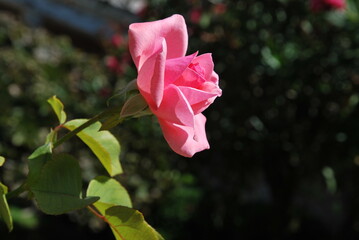 Beautiful colorful  roses  in the sunny day