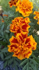  Marigold flowers