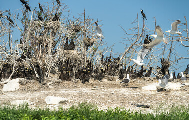 Colony of great cormorants (Phalacrocorax carbo) in Estonian coastal islet. Intensively growing invasion  of hungry seabirds. Land is covered with bird droppings (Guano). Unfledged juveniles on ground