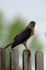 A Sharp Shinned Hawk on Fence