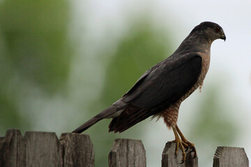 A Sharp Shinned Hawk on Fence