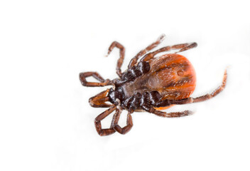 Ticks or Tics (Ixodida), also called hard or scale ticks,  vector of pathogens that can cause lethal human and animal disease. Nasty parasites picked from dog after a walk in forest. Estonia, Europe.