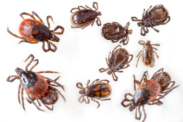 Ticks or Tics (Ixodida), also called hard or scale ticks,  vector of pathogens that can cause lethal human and animal disease. Nasty parasites picked from dog after a walk in forest. Estonia, Europe.