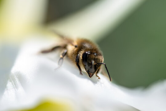 Macro d'une petite abeille sur une fleur blanche