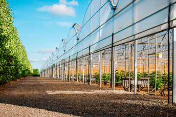 Large raspberry greenhouse