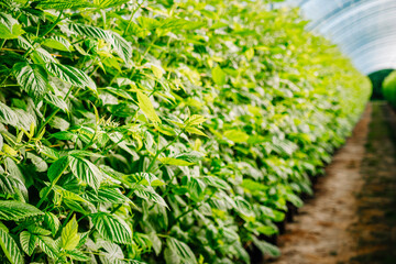 Raspberry bush not yet ripe