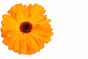 Marigold flower head, Calendula Officinalis, isolated on left hand side of a white background