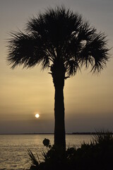 palm tree on the beach 