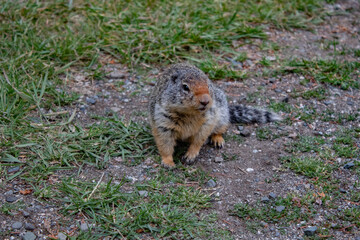 Confused squirrel