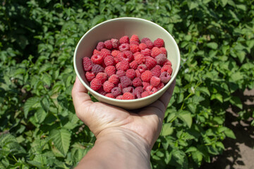 red raspberries in hand and bowl
  against the background of growth