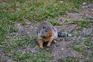 Friendly squirrel