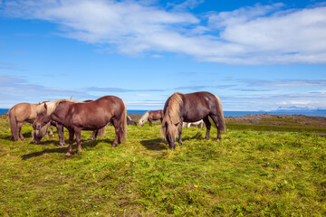 Fototapeta na wymiar Herd of beautiful horses