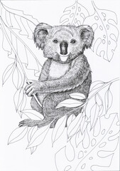 koala coloring isolate object white background card drawing silhouette tropical animals