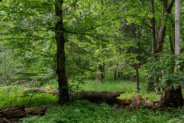 Rich deciduous stand in spring with broken maple tree