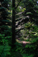 Narrow path crossing forest