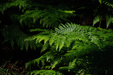Bracken fern leaves in morning light