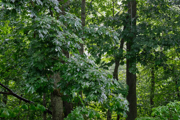 Maple tree branch rain after