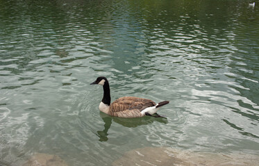 Goose swimming in green lake