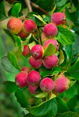 Pink apples with drops after rain at summer house garden