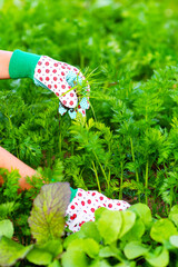 Hands of a farmer in gloves pulling weeds from the beds of carrots. Care Sa Garden Concept