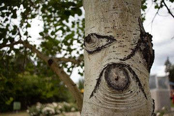 A tree with a personality