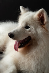 Portrait of a white Samoyed dog