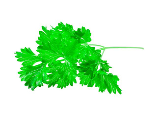 Fresh celery leaves isolated on a white background.